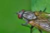 Hydrophoria lancifer